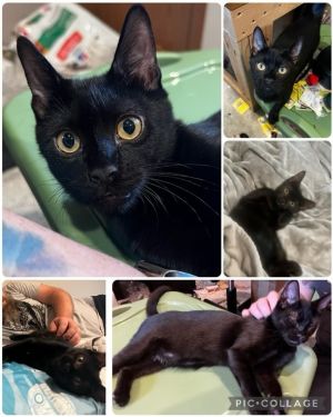 Juice (Sully Litter), Adult Male Domestic Short Hair