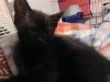 Juice (Sully Litter) photo 2