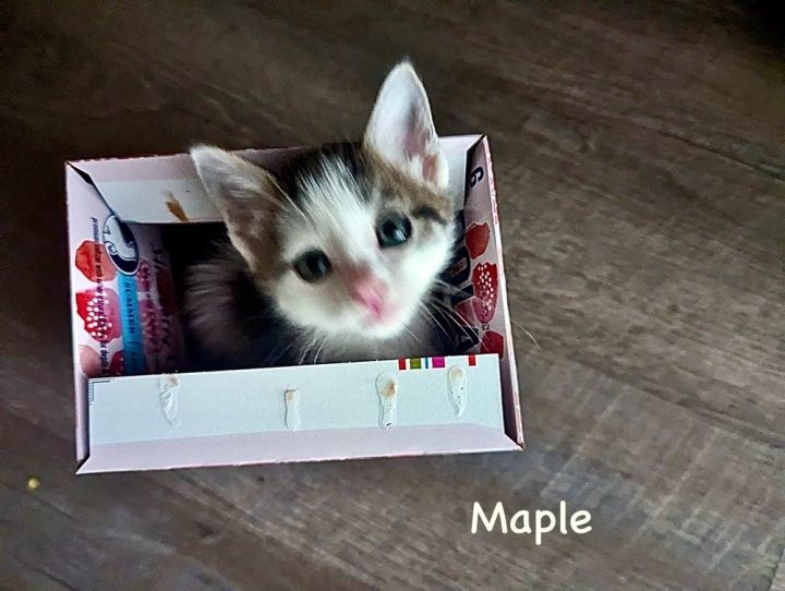 Maple (Pennridge Puddins Litter) 5