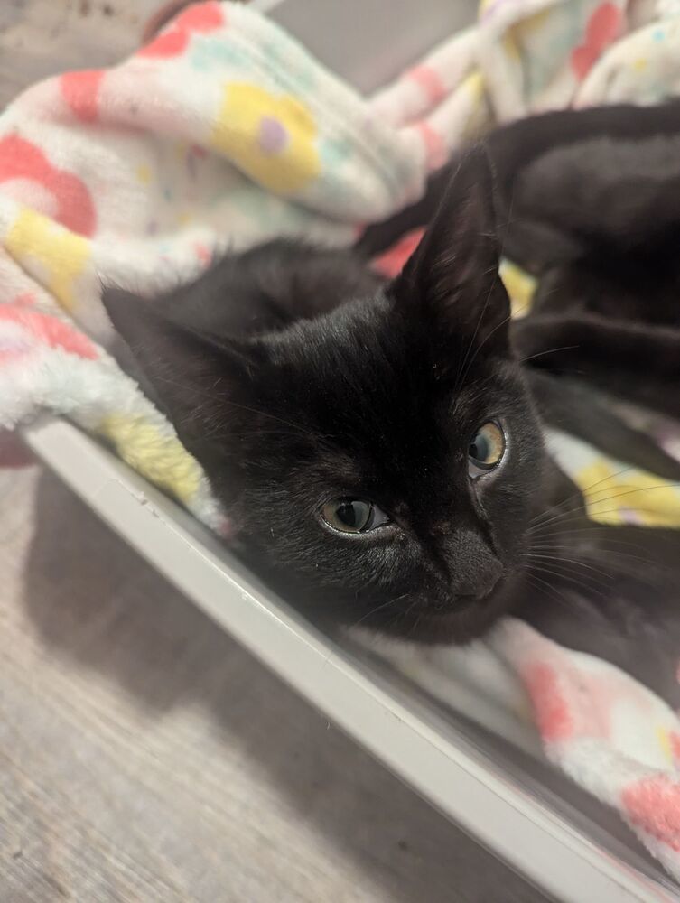 Cat for adoption Spencer, a Domestic Short Hair in Telford, PA