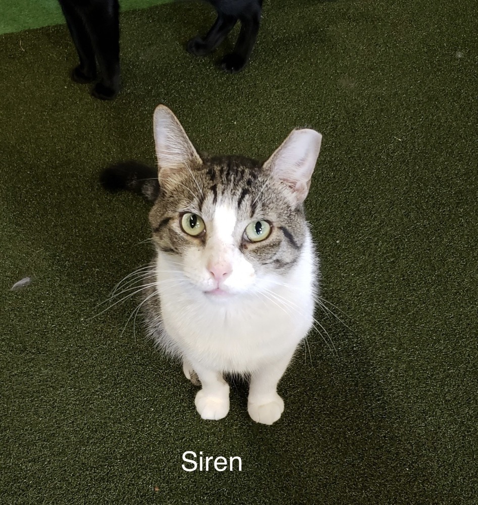Cat for adoption Siren, a Domestic Short Hair in Telford, PA Petfinder