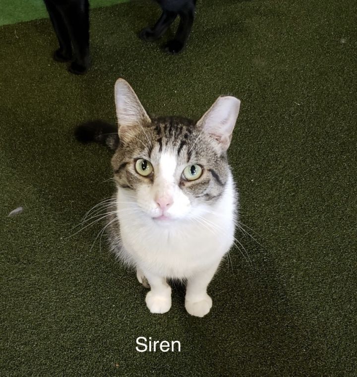 Siren 1