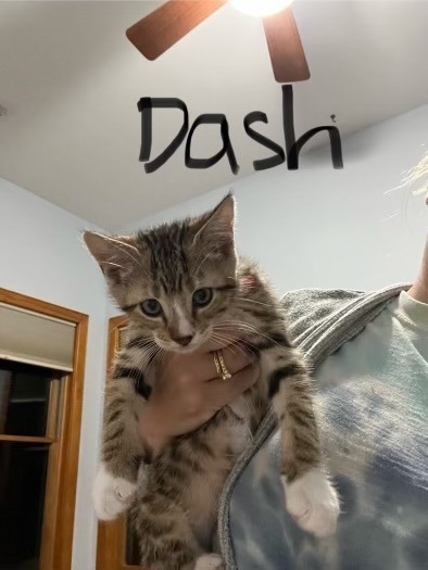 Dash (Farrah Litter)