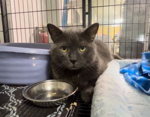 Mitch, Senior Male Domestic Short Hair