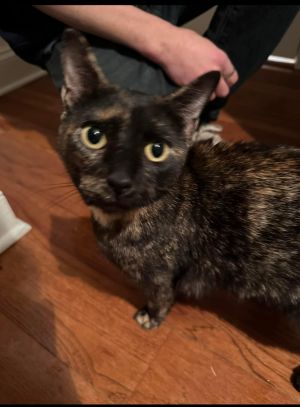 Valentina, Adult Female Domestic Short Hair