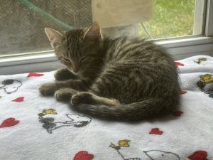 Willow (Little Ladies Litter)