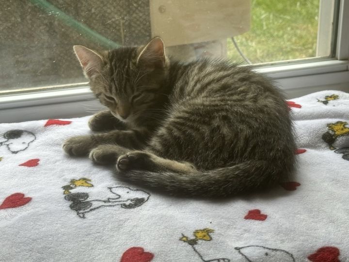 Willow (Little Ladies Litter) 1