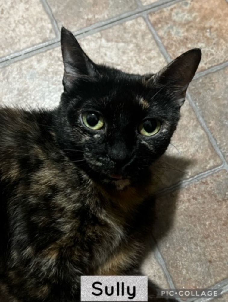 Cat for adoption Sully, a Domestic Short Hair in Telford, PA Petfinder