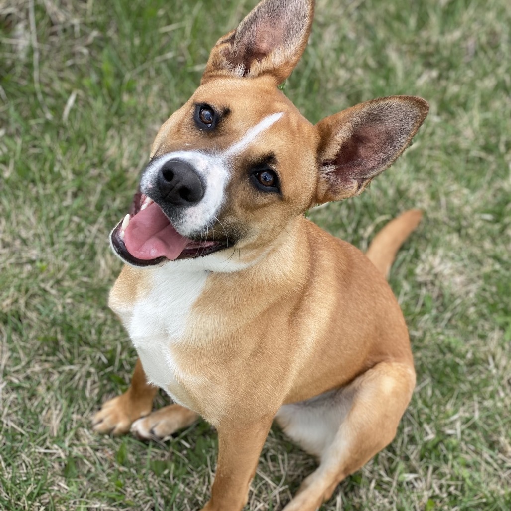 Sneezy, an adoptable Shepherd in Decorah, IA, 52101 | Photo Image 1