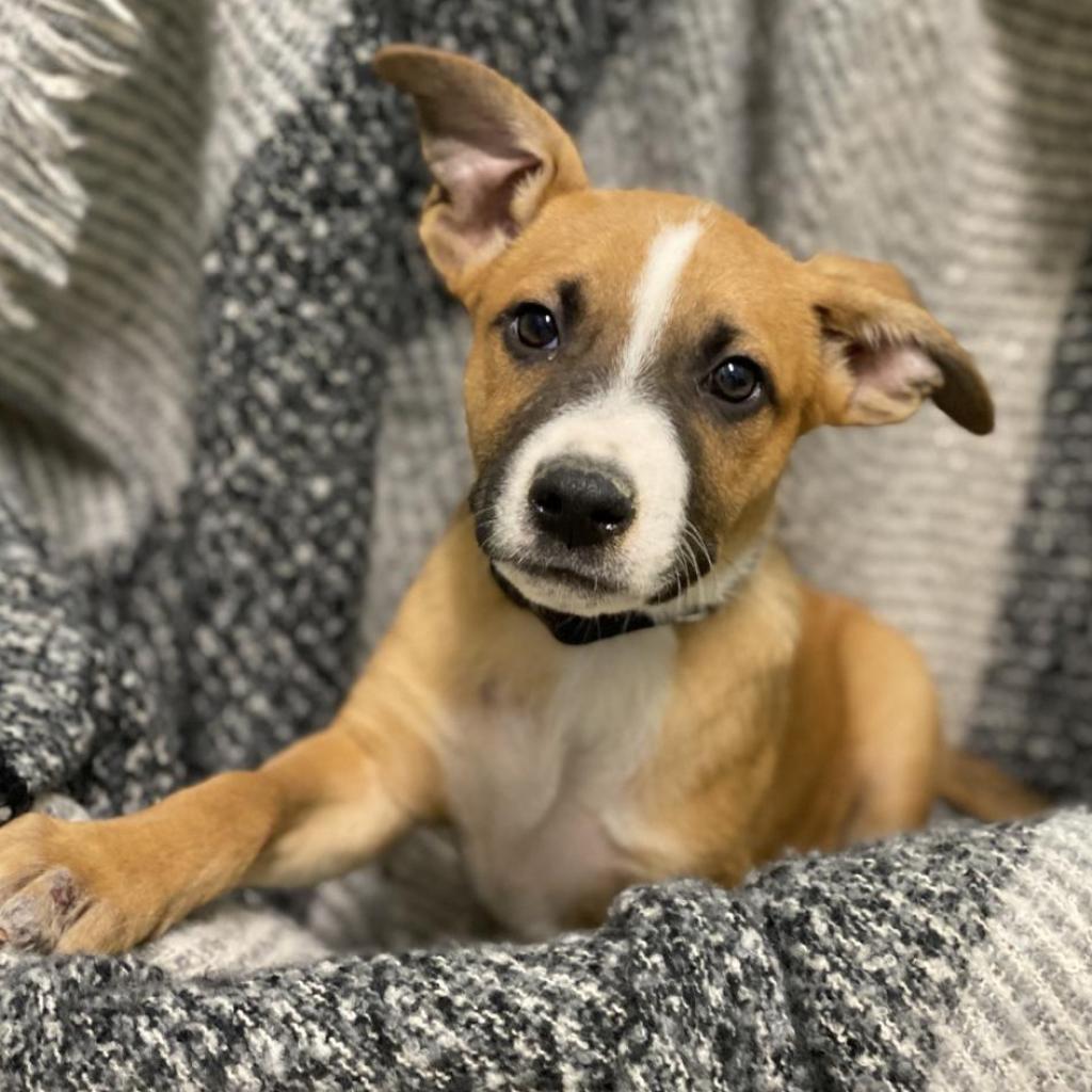Sneezy, an adoptable Shepherd in Decorah, IA, 52101 | Photo Image 2
