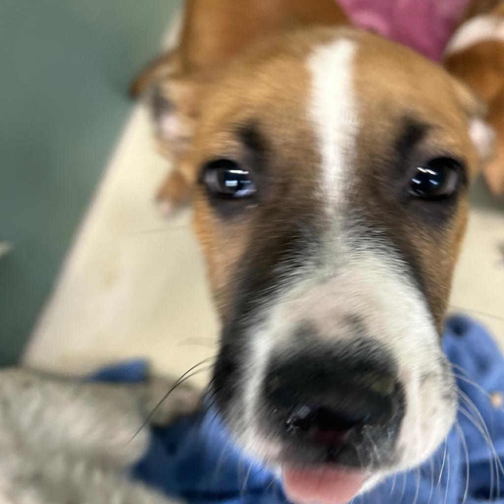 Sneezy, an adoptable Shepherd in Decorah, IA, 52101 | Photo Image 3