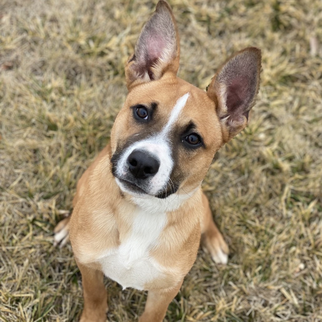 Sneezy, an adoptable Shepherd in Decorah, IA, 52101 | Photo Image 4