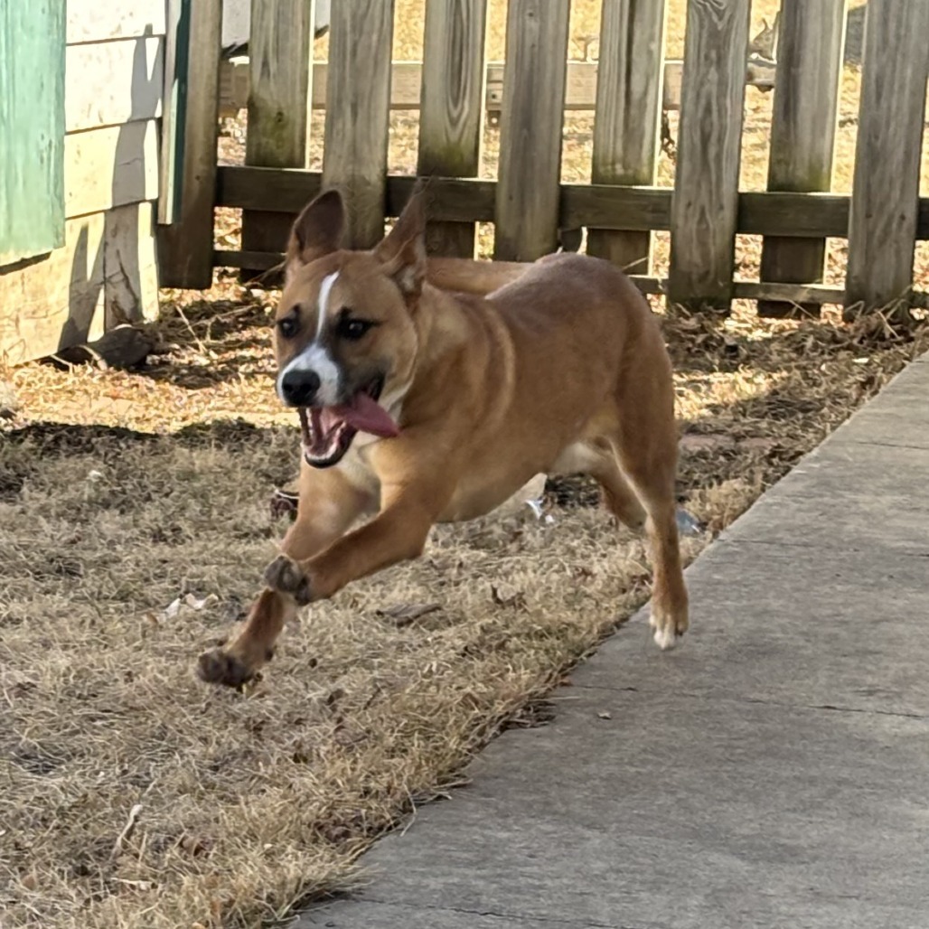 Sneezy, an adoptable Shepherd in Decorah, IA, 52101 | Photo Image 5