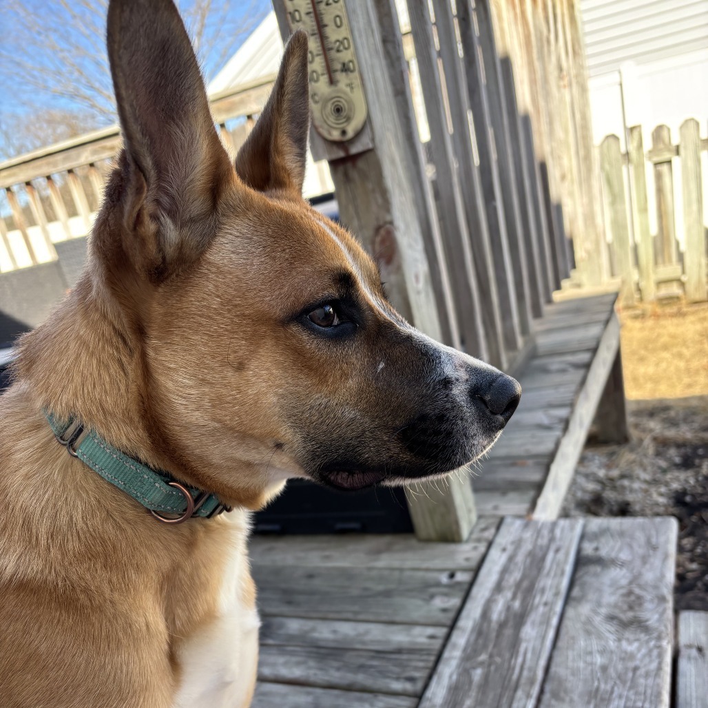 Sneezy, an adoptable Shepherd in Decorah, IA, 52101 | Photo Image 6