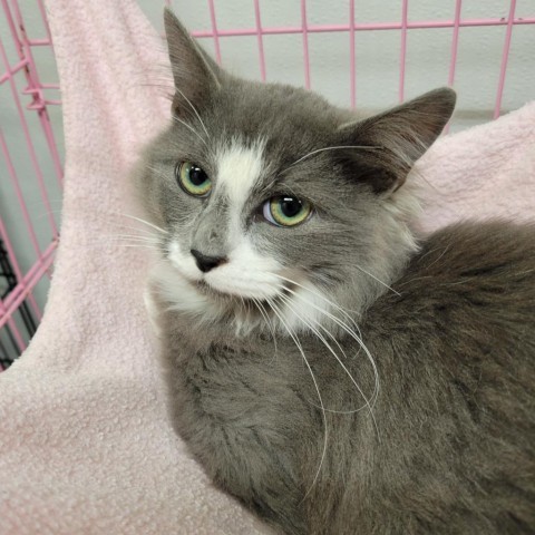 Troy, an adoptable Domestic Medium Hair in Priest River, ID, 83856 | Photo Image 1