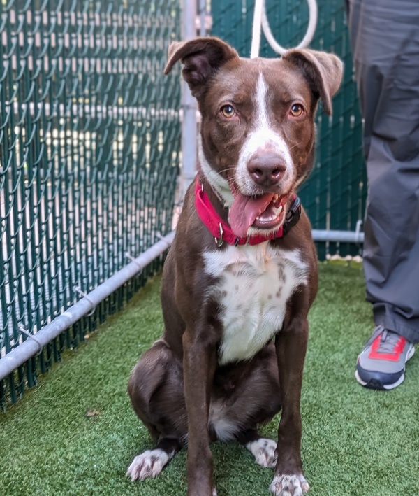 Dog for adoption Kanela, a Mixed Breed in New York, NY Petfinder