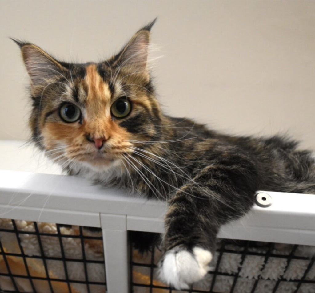 June, an adoptable Domestic Long Hair in Green River, WY, 82935 | Photo Image 1