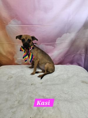 Kasi Chihuahua Dog