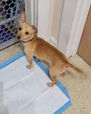 Pat Chihuahua Dog