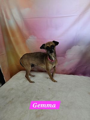 Gemma Chihuahua Dog