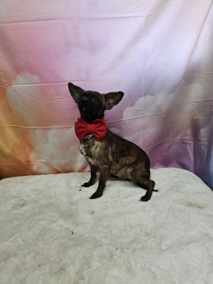 Mira Chihuahua Dog