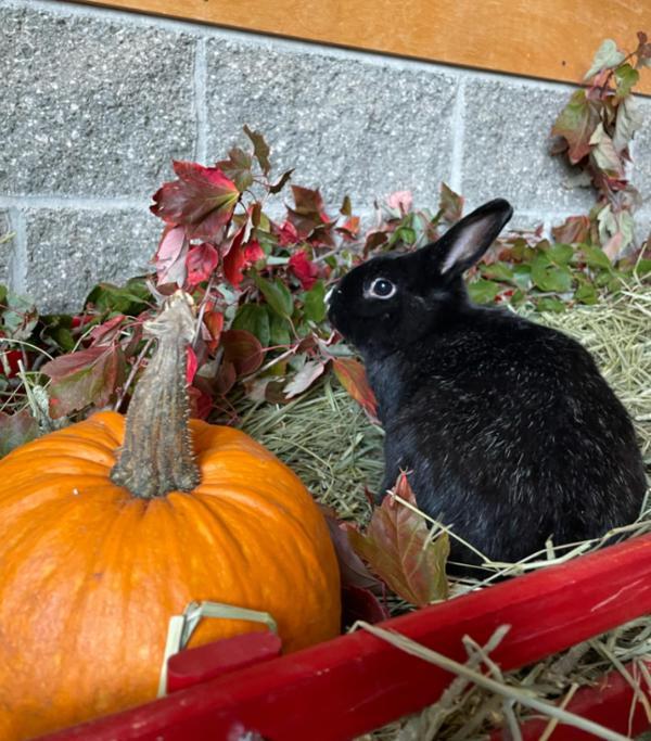 Rabbit for adoption Jasper, a Dutch Mix in Comox, BC Petfinder