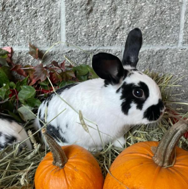 Rabbit for adoption May, a Lop Eared Mix in Comox, BC Petfinder