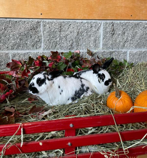 Rabbit for adoption May, a Lop Eared Mix in Comox, BC Petfinder