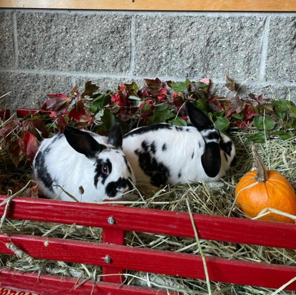 Rabbit for adoption May, a Lop Eared Mix in Comox, BC Petfinder