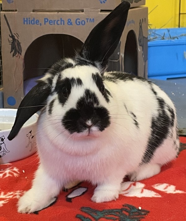 Rabbit for adoption April, a Lop Eared Mix in Comox, BC Petfinder