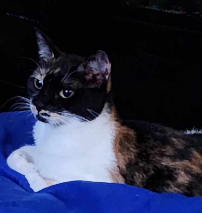 Cat for adoption Bradshaw, a Domestic Short Hair & Calico Mix in