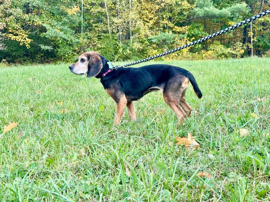 Dog for adoption Lacy, a Beagle in Princeton, MA Petfinder
