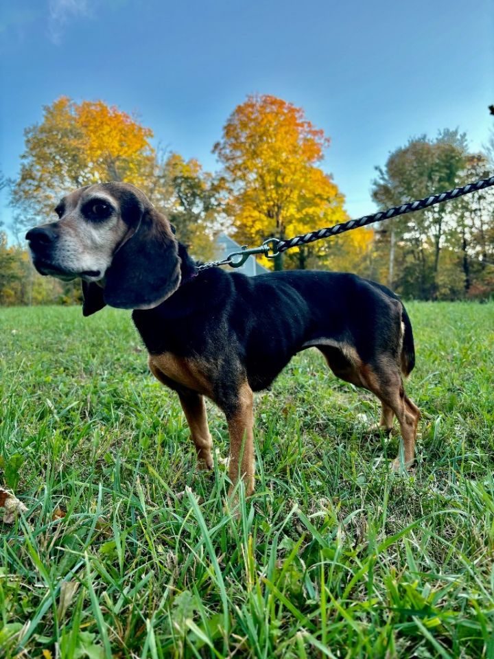 Dog for adoption Lacy, a Beagle in Princeton, MA Petfinder