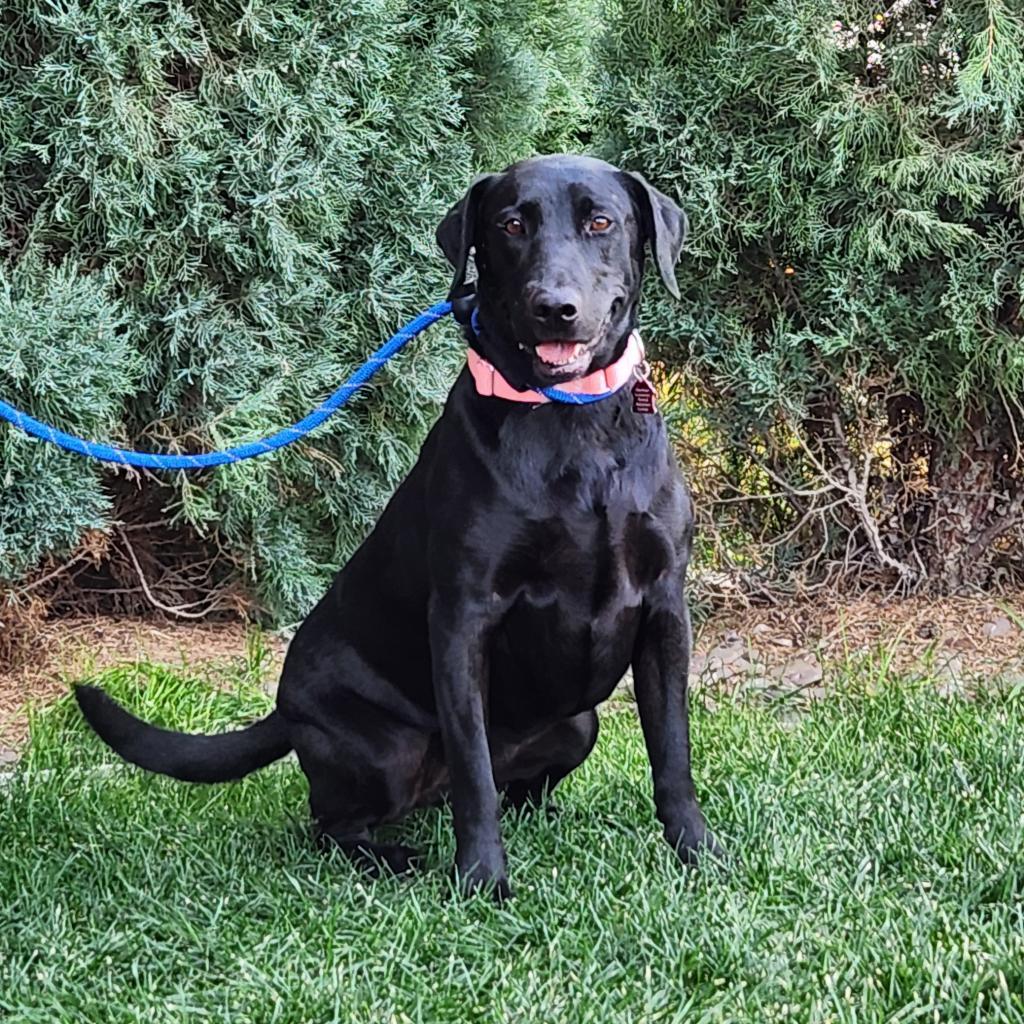 Daisy, an adoptable Black Labrador Retriever in Great Falls, MT, 59404 | Photo Image 1