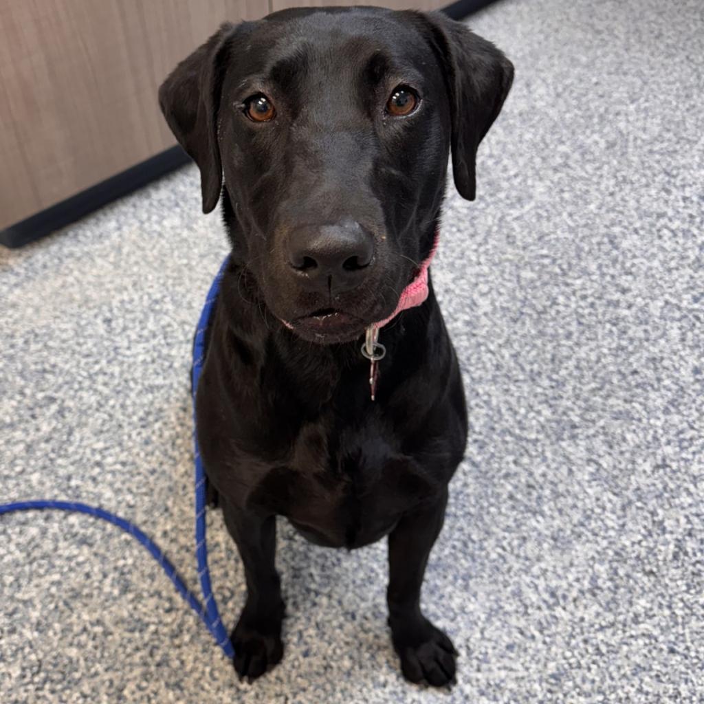 Daisy, an adoptable Black Labrador Retriever in Great Falls, MT, 59404 | Photo Image 2