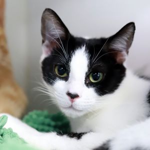 Rick Springfield was rescued from the street along with his 16 cousins siblings