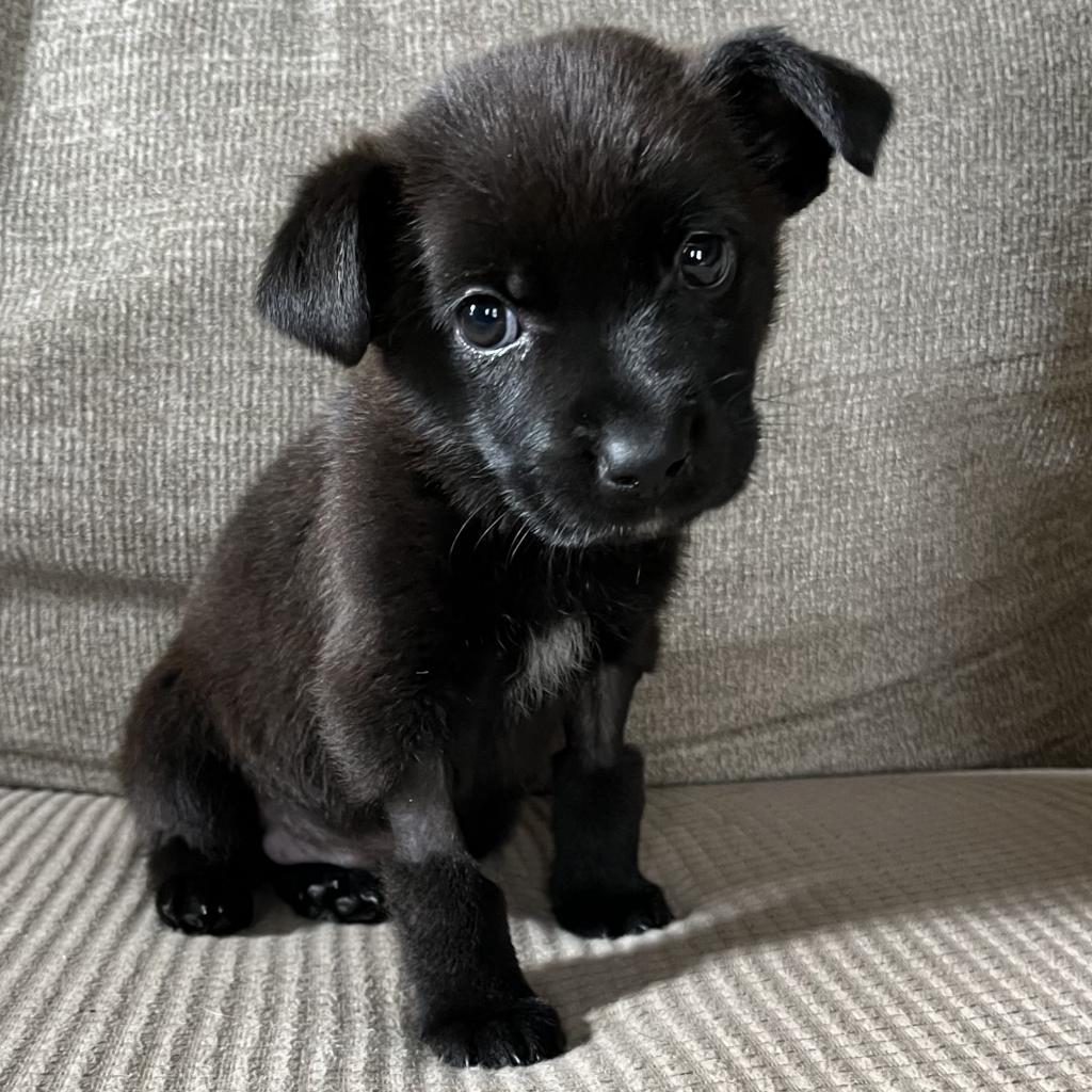 Dopey, an adoptable Mixed Breed in Cashmere, WA, 98815 | Photo Image 3