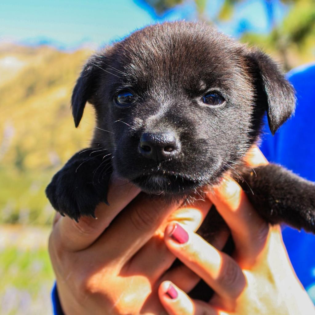 Dopey, an adoptable Mixed Breed in Cashmere, WA, 98815 | Photo Image 5