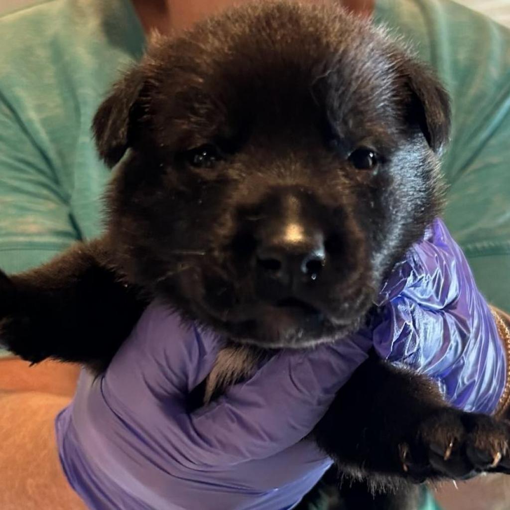 Dopey, an adoptable Mixed Breed in Cashmere, WA, 98815 | Photo Image 6