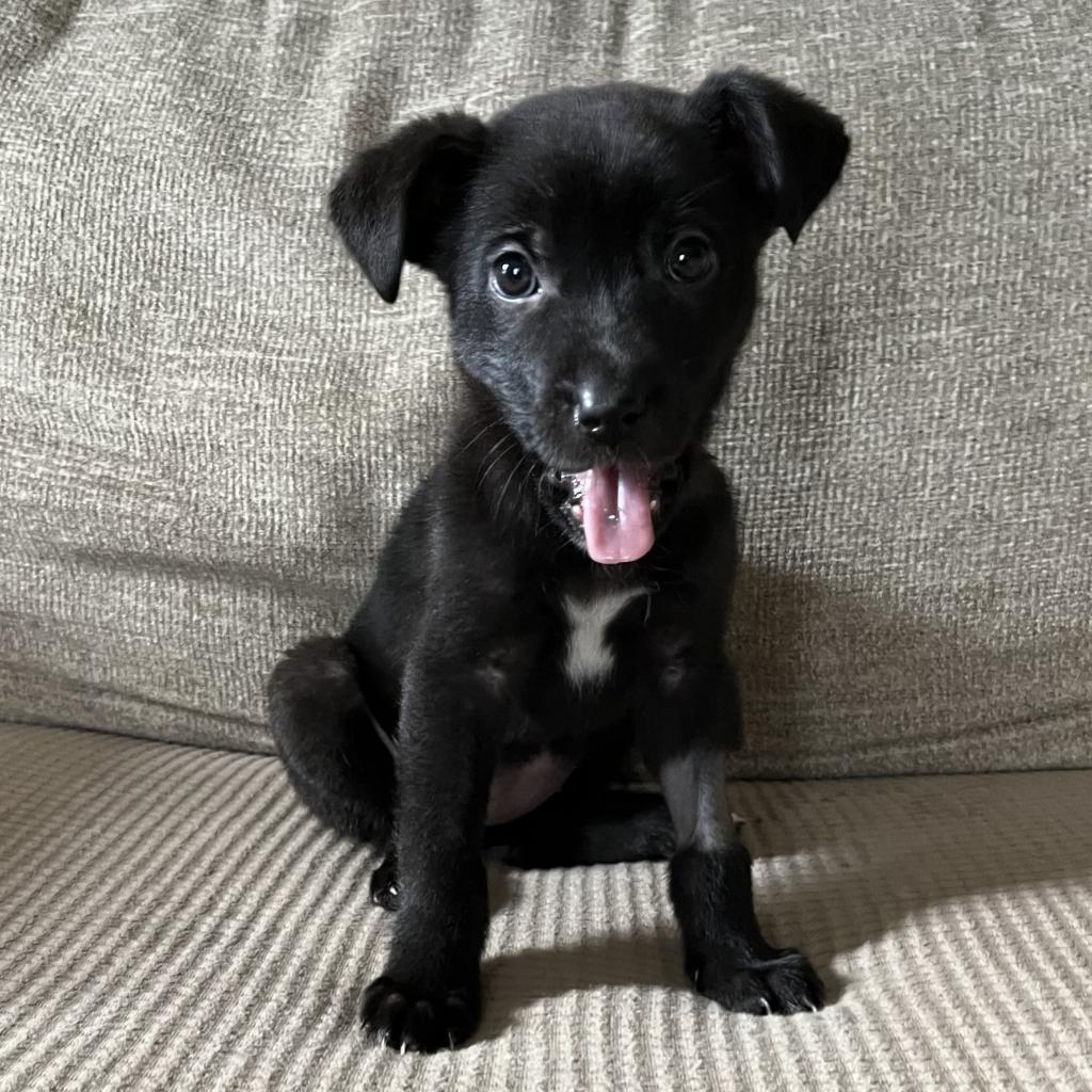 Happy, an adoptable Mixed Breed in Cashmere, WA, 98815 | Photo Image 2