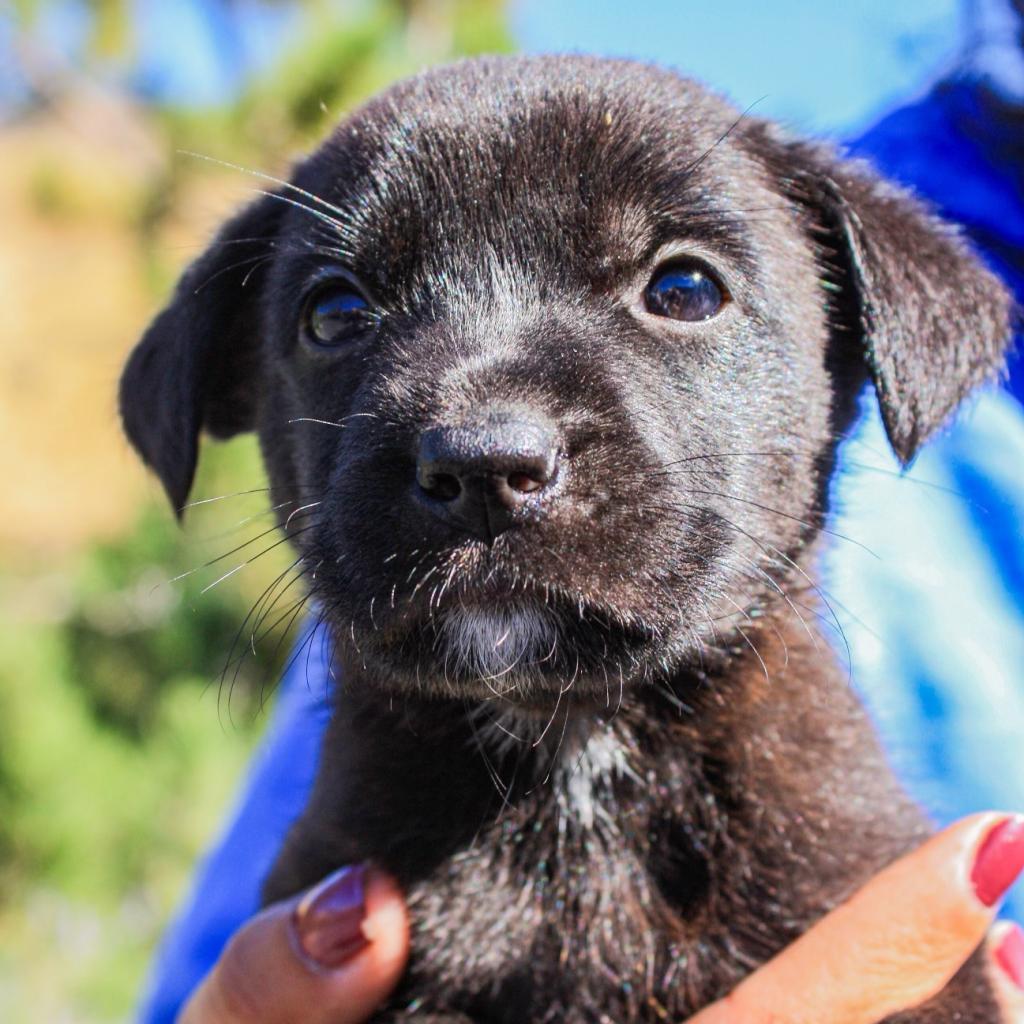 Happy, an adoptable Mixed Breed in Cashmere, WA, 98815 | Photo Image 7