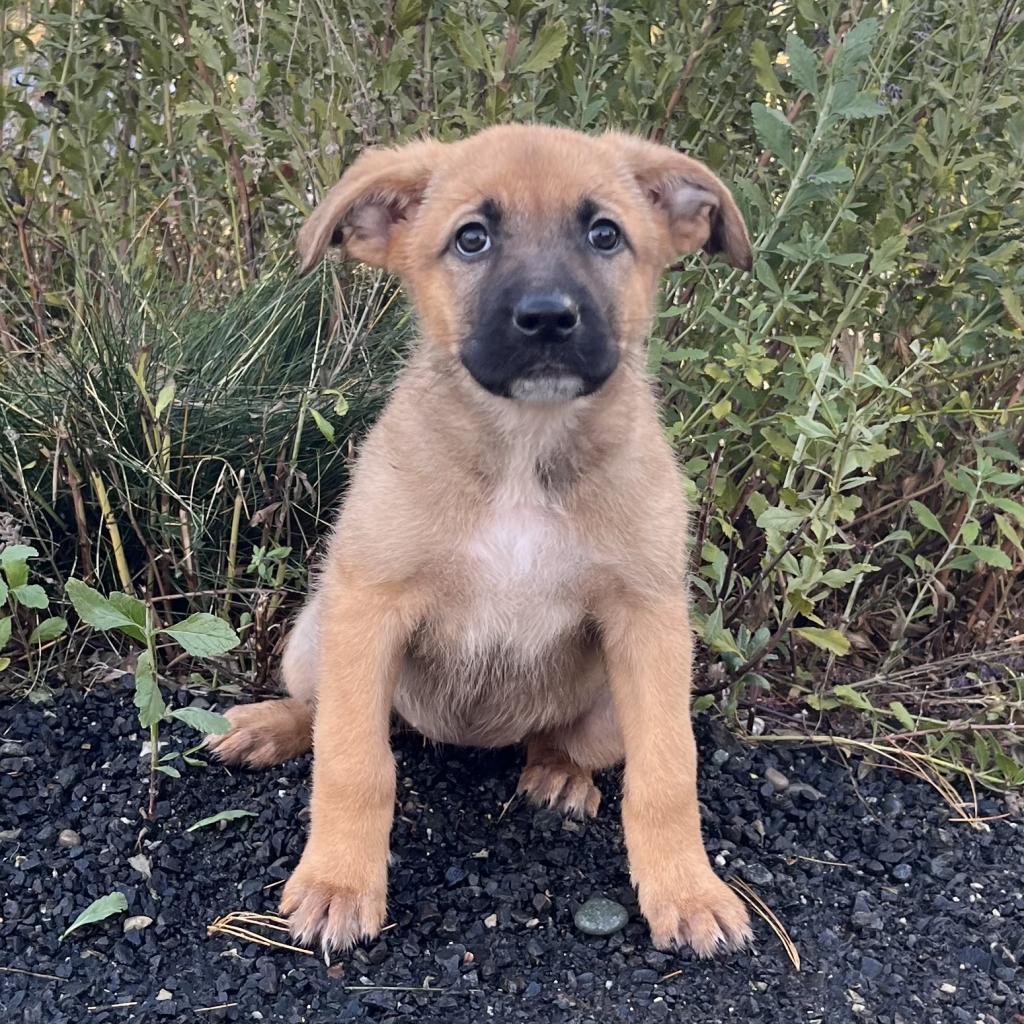 Bashful, an adoptable Mixed Breed in Cashmere, WA, 98815 | Photo Image 2