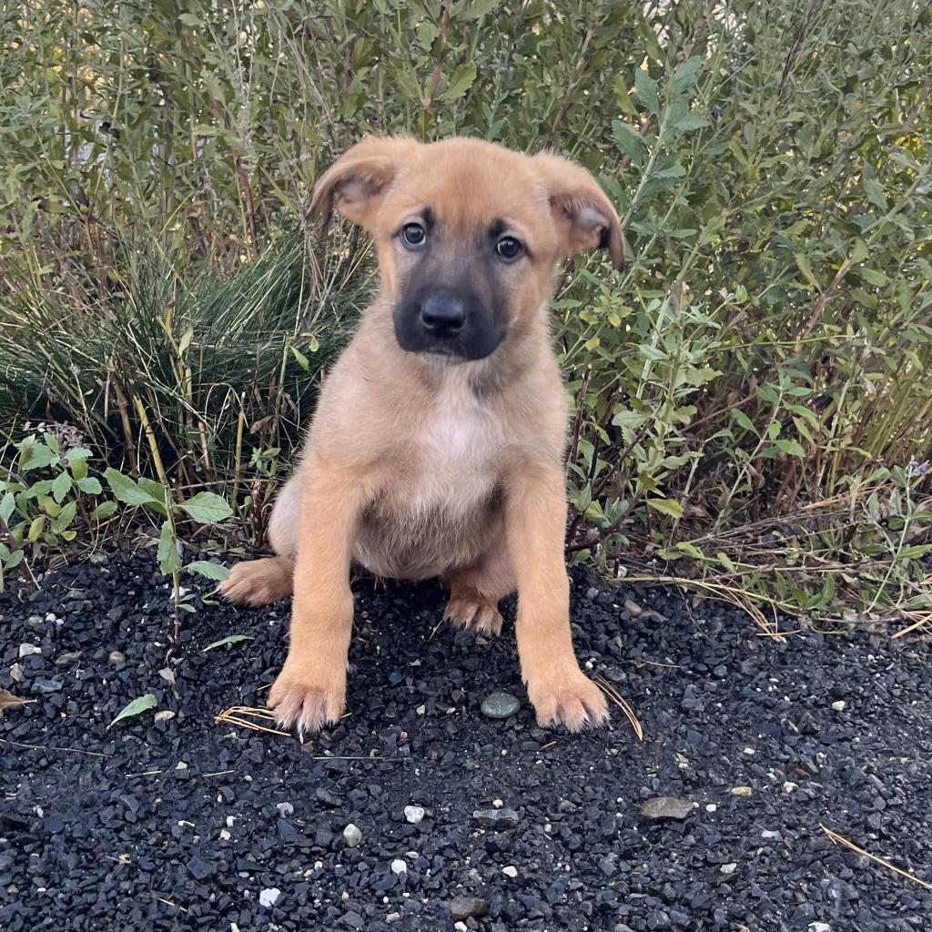 Bashful, an adoptable Mixed Breed in Cashmere, WA, 98815 | Photo Image 5