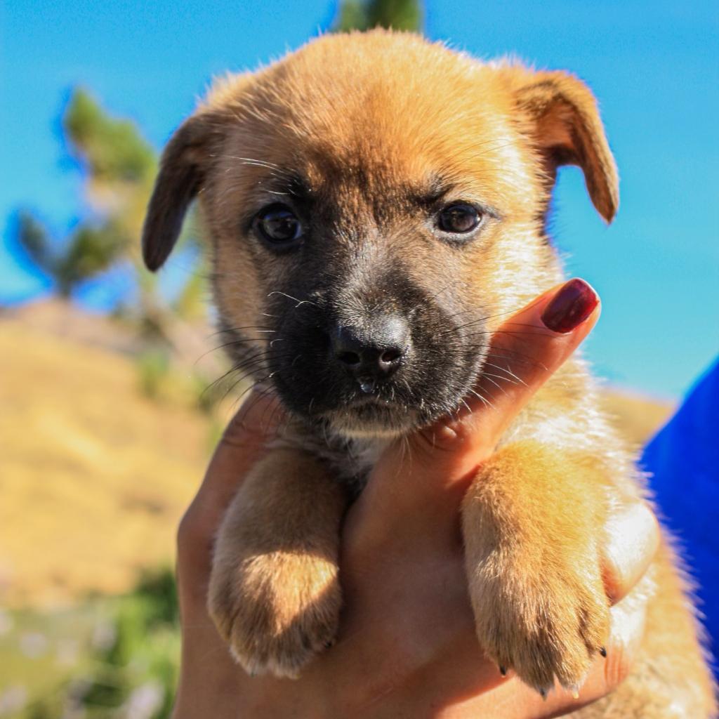 Bashful, an adoptable Mixed Breed in Cashmere, WA, 98815 | Photo Image 7