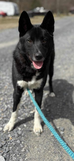MILTON, Young Male Border Collie