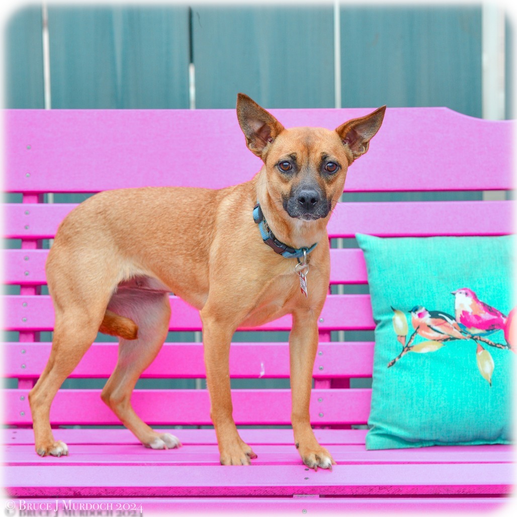 Crissy, an adoptable Feist in Wake Forest, NC, 27587 | Photo Image 1