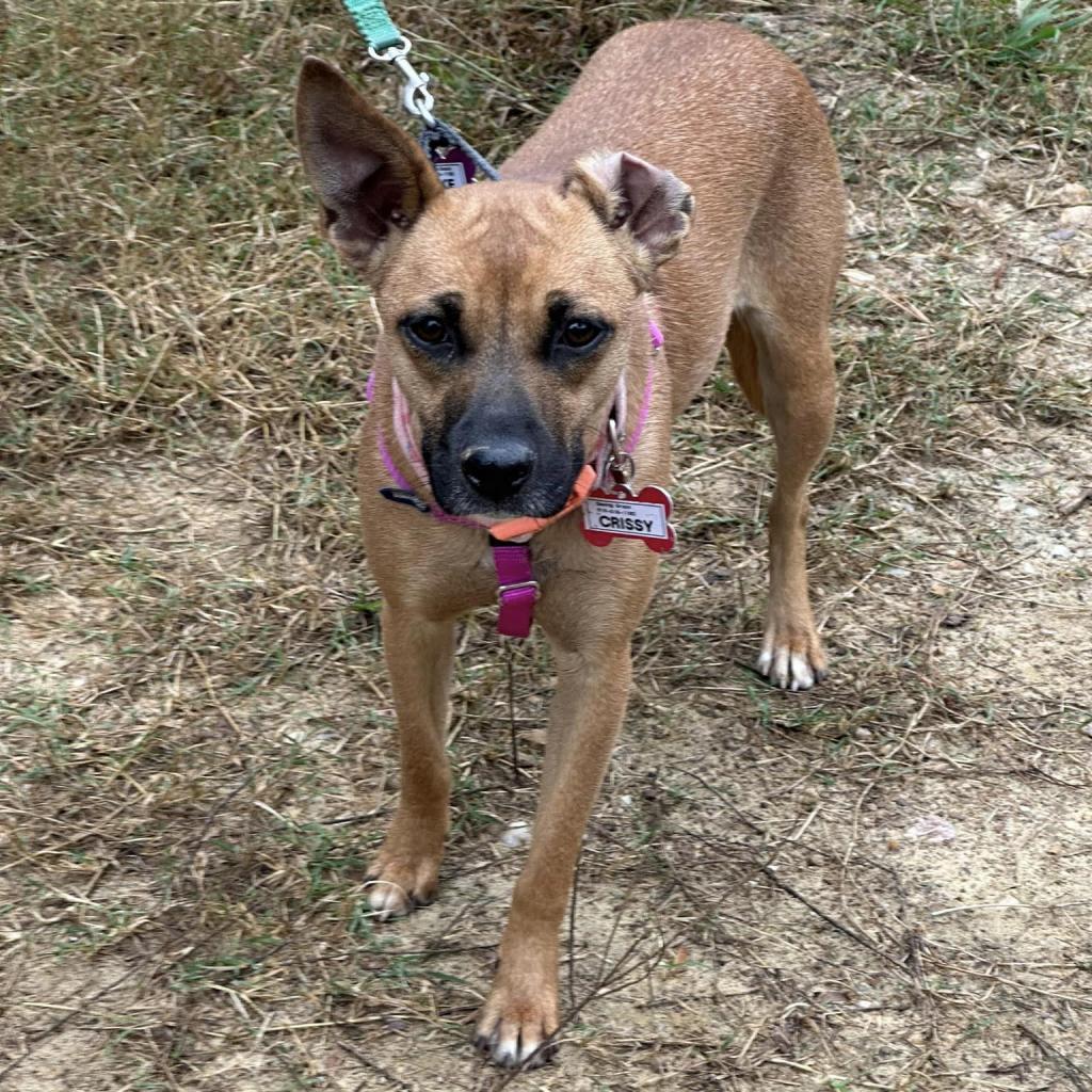 Crissy, an adoptable Feist in Wake Forest, NC, 27587 | Photo Image 3