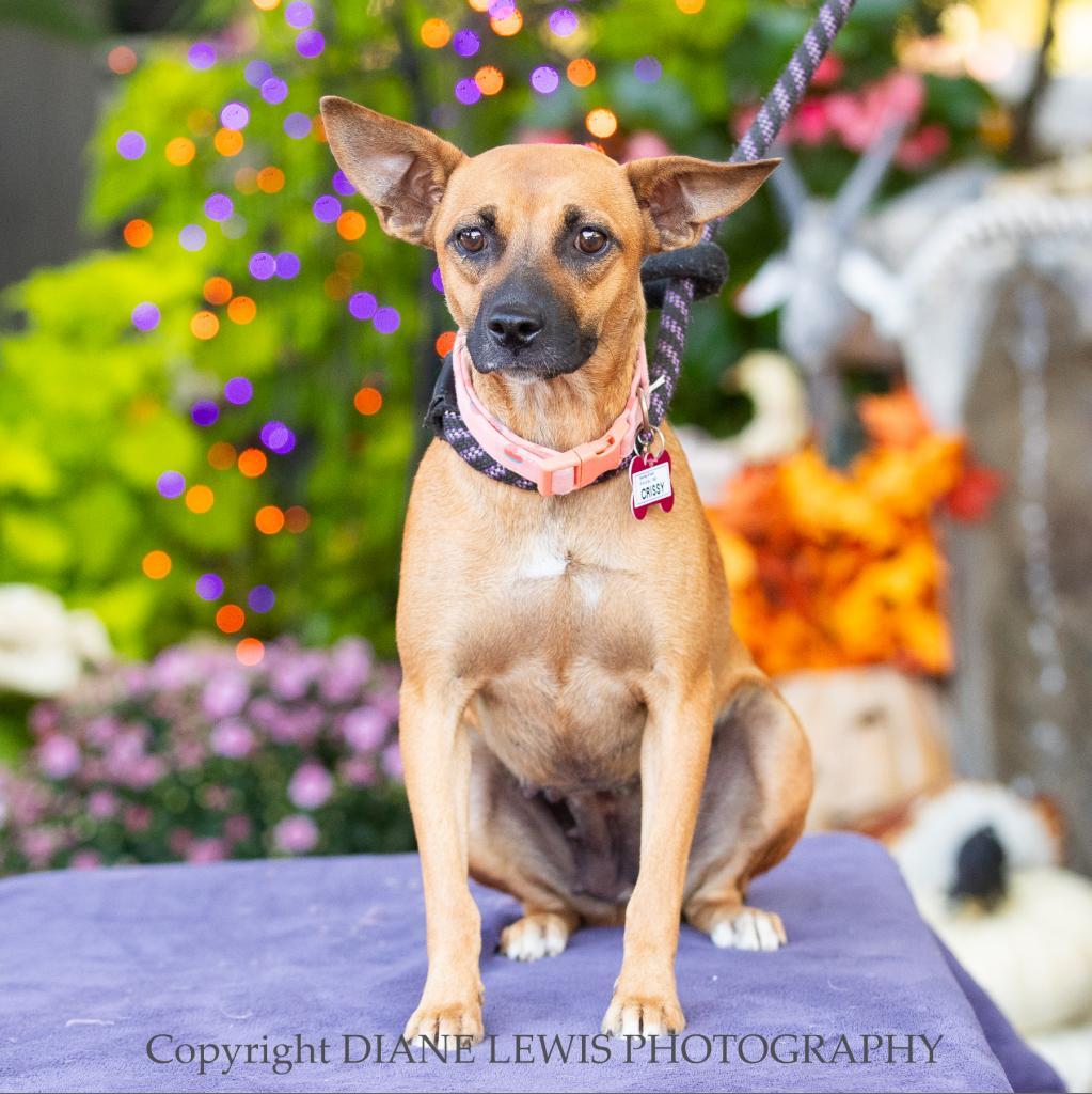 Crissy, an adoptable Feist in Wake Forest, NC, 27587 | Photo Image 4