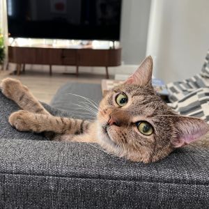 Sandy Hyattsville, Adult Male Domestic Short Hair