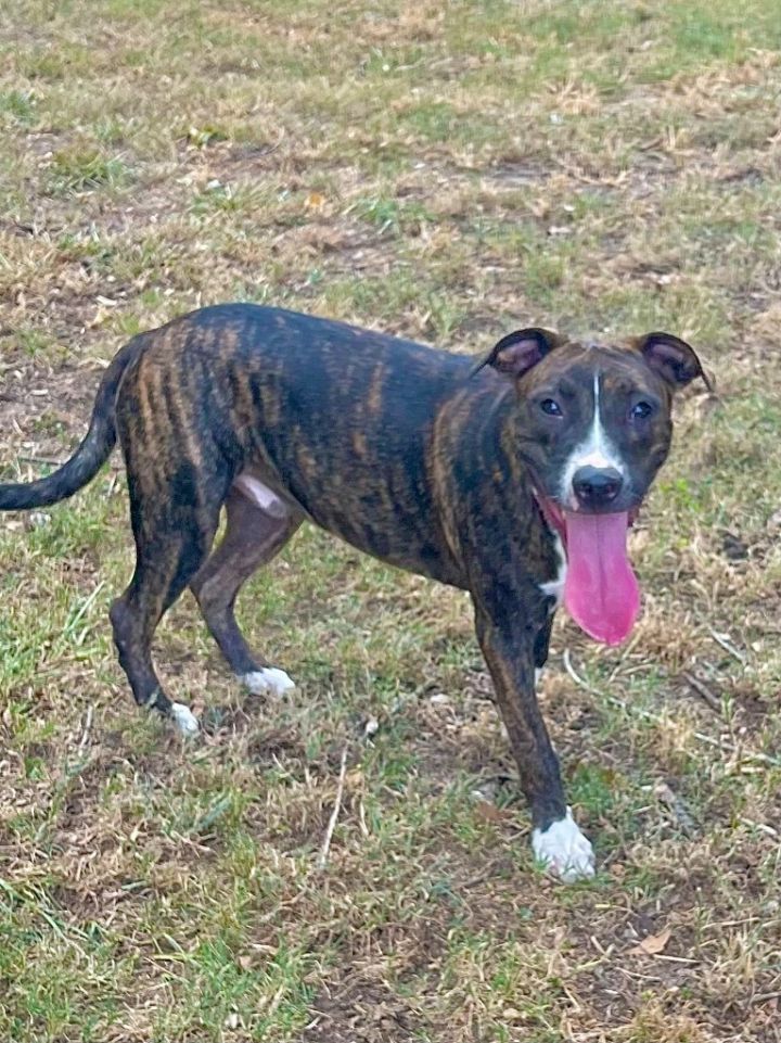 Dog for adoption Ollie, a Terrier & Hound Mix in Princeton, MA